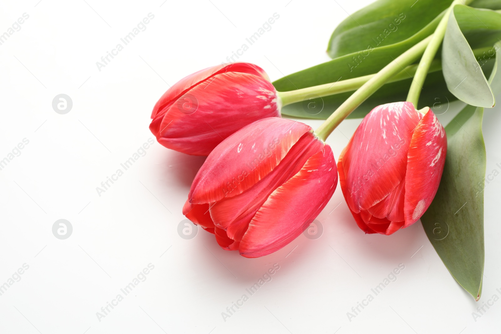 Beautiful red tulip flowers on white background Photo of Beautiful red tulip flowers on white background