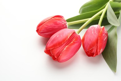 Photo of Beautiful red tulip flowers on white background