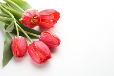 Photo of Beautiful red tulip flowers on white background, closeup. Space for text
