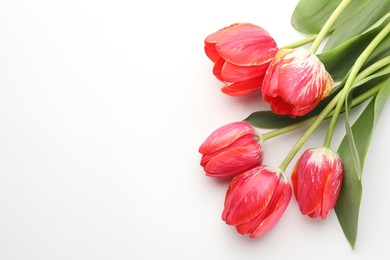 Photo of Beautiful tulip flowers on white background, top view. Space for text