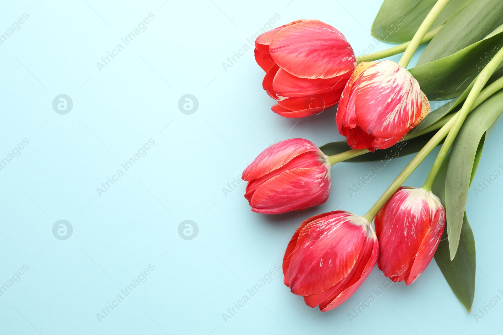 Beautiful tulip flowers on light blue background, top view. Space for text Photo of Beautiful tulip flowers on light blue background, top view. Space for text