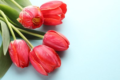 Photo of Beautiful tulip flowers on light blue background, closeup. Space for text