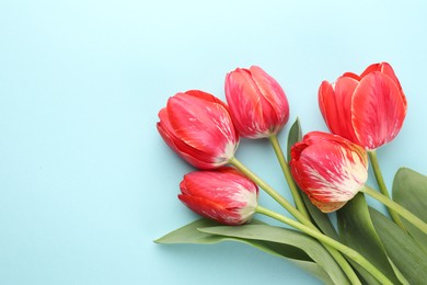 Photo of Beautiful tulip flowers on light blue background, flat lay. Space for text