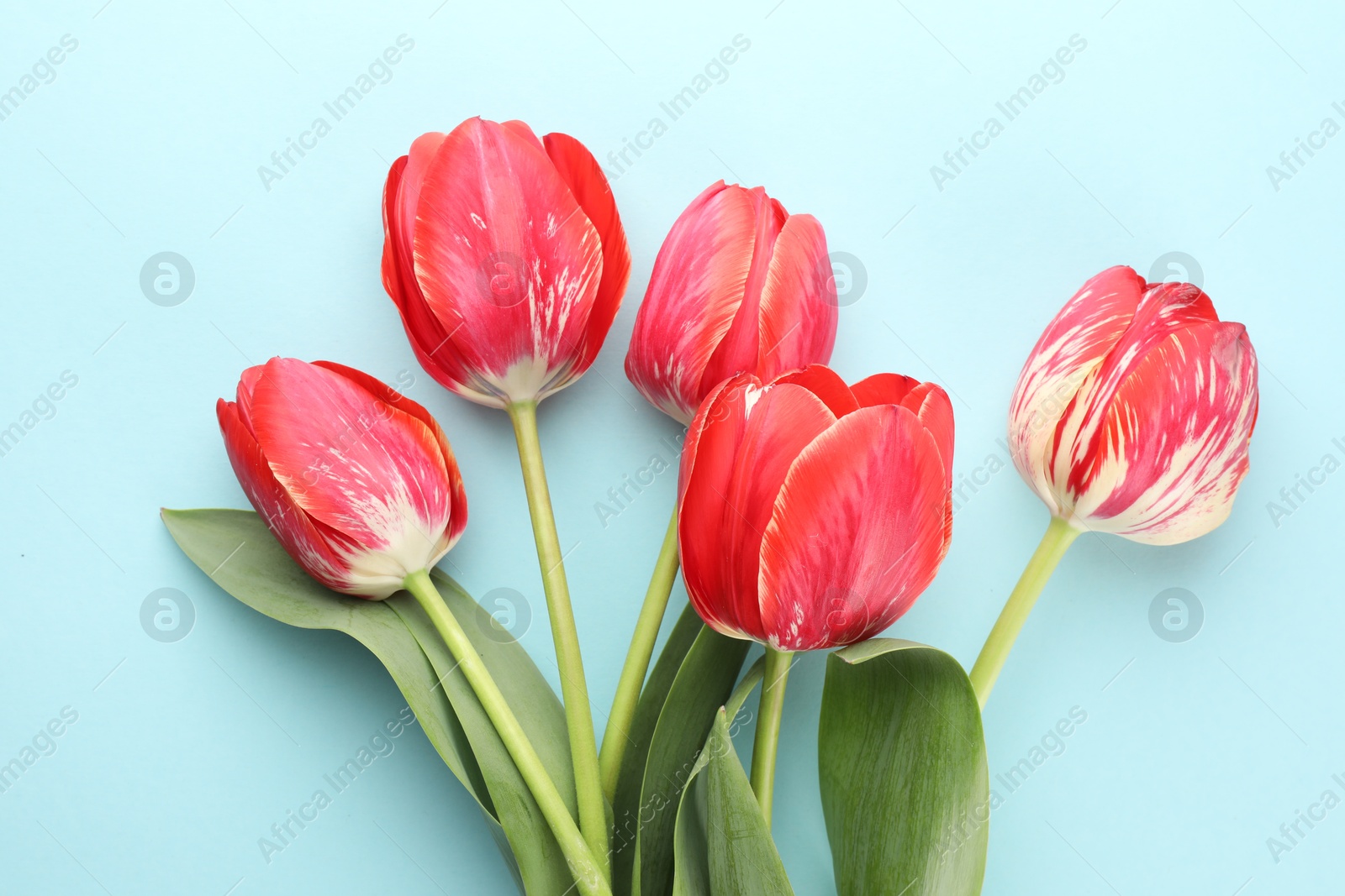 Photo of Beautiful tulip flowers on light blue background, flat lay