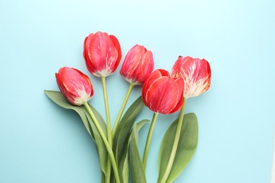 Photo of Beautiful tulip flowers on light blue background, flat lay