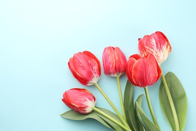 Photo of Beautiful tulip flowers on light blue background, flat lay. Space for text