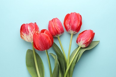 Photo of Beautiful tulip flowers on light blue background, flat lay