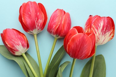 Photo of Beautiful tulip flowers on light blue background, flat lay