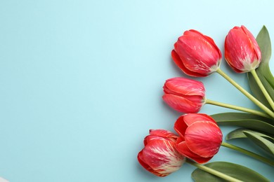 Photo of Beautiful tulip flowers on light blue background, flat lay