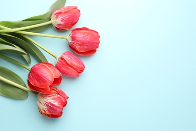 Photo of Beautiful tulip flowers on light blue background, flat lay. Space for text