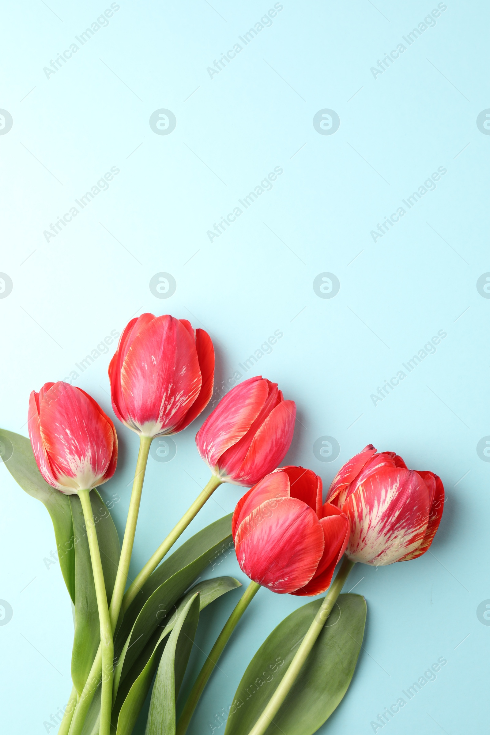 Photo of Beautiful tulip flowers on light blue background, flat lay. Space for text