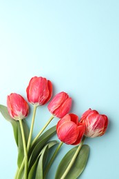 Photo of Beautiful tulip flowers on light blue background, flat lay. Space for text