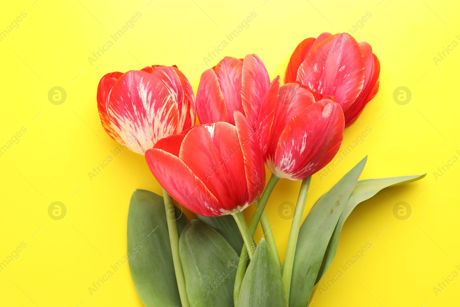 Photo of Beautiful tulip flowers on yellow background, top view