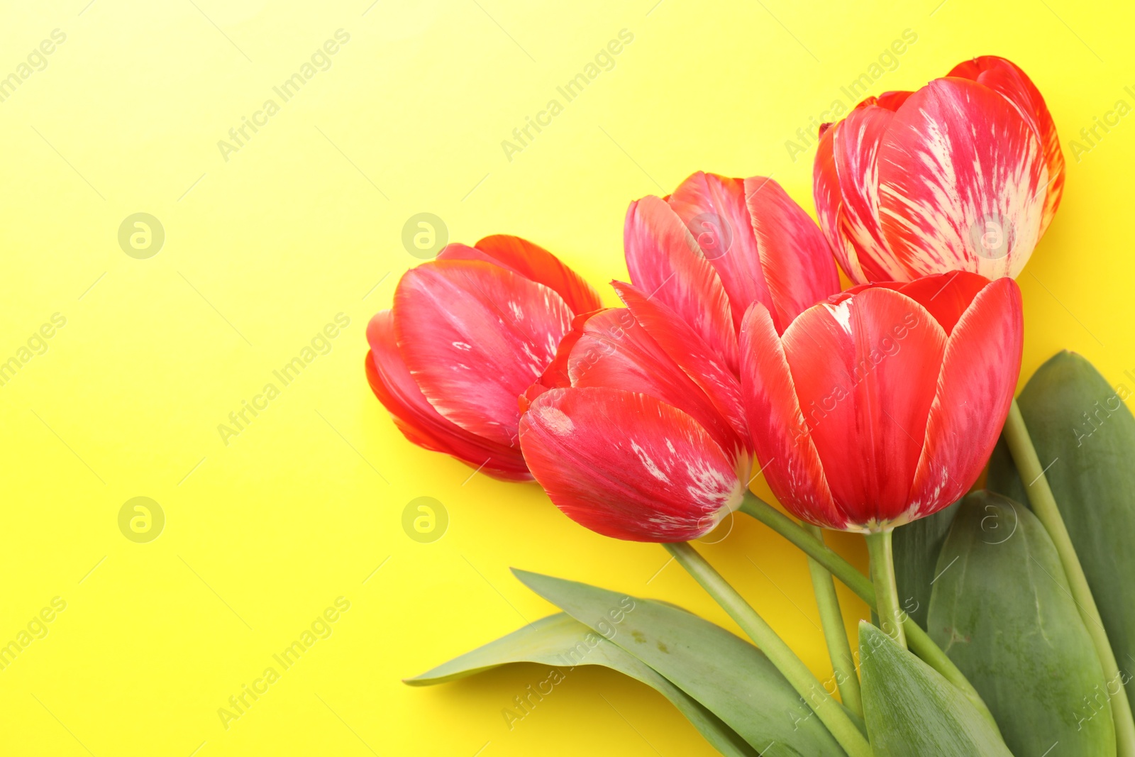 Photo of Beautiful tulip flowers on yellow background, top view. Space for text