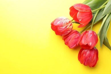 Photo of Beautiful tulip flowers on yellow background, top view. Space for text
