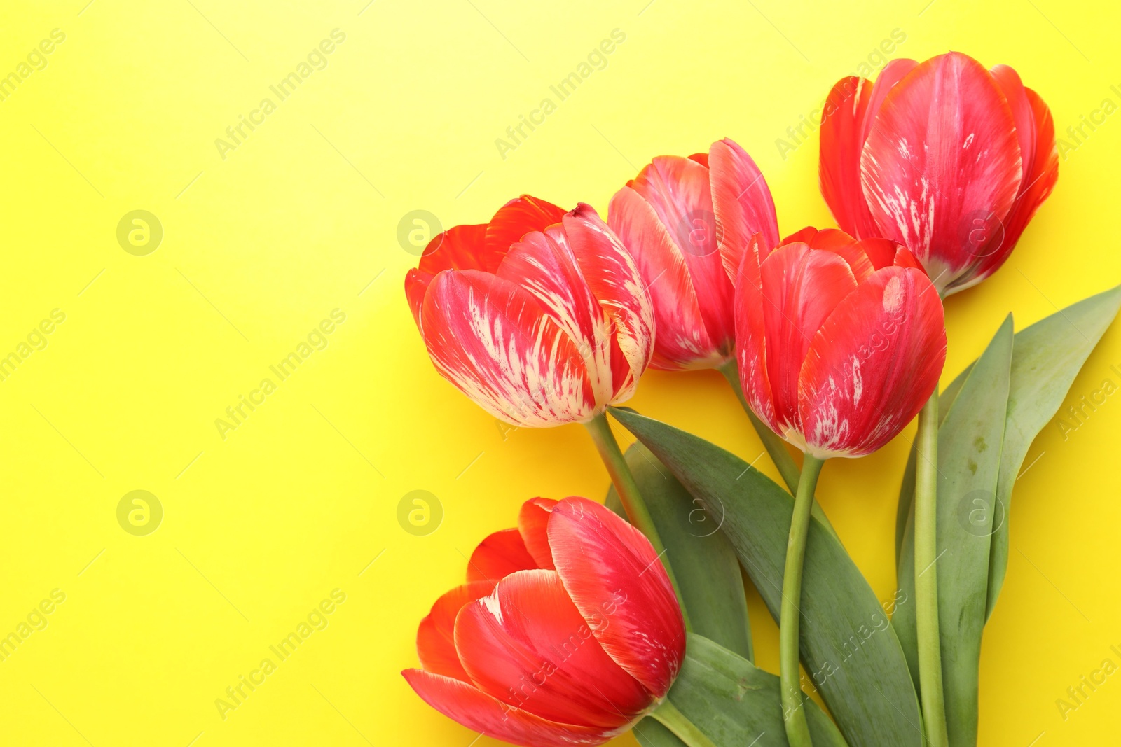 Photo of Beautiful tulip flowers on yellow background, top view. Space for text