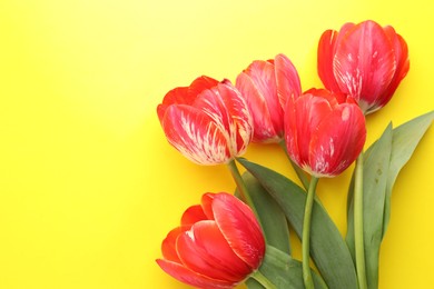 Photo of Beautiful tulip flowers on yellow background, top view. Space for text