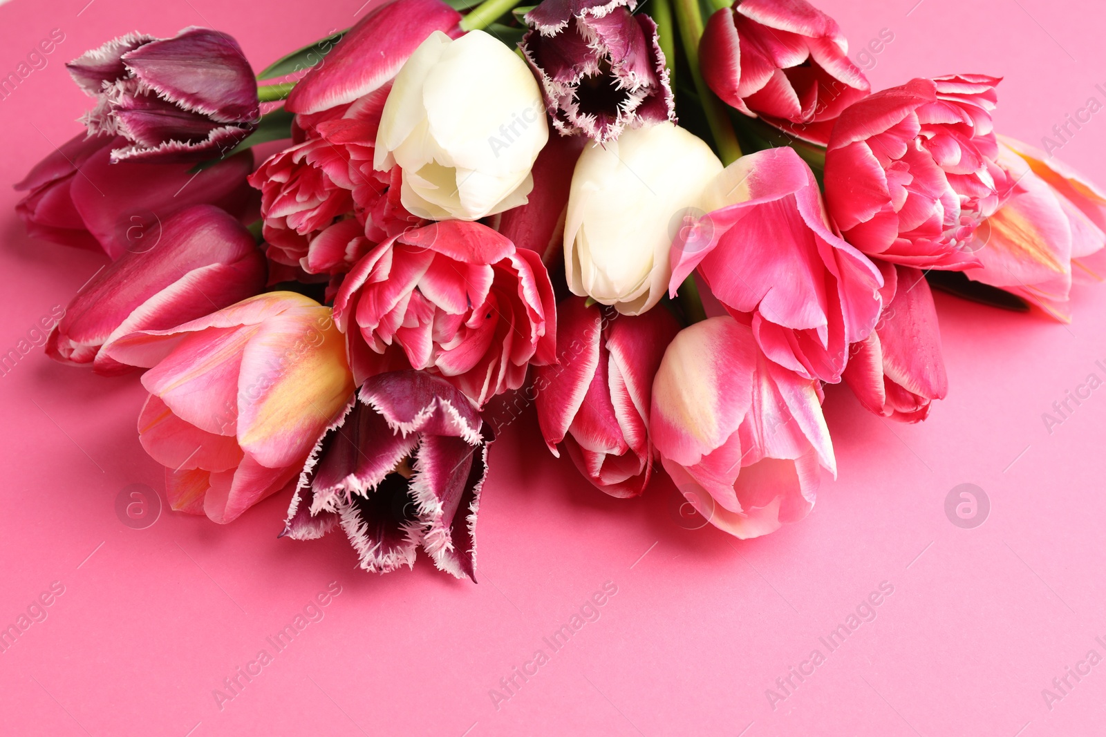 Photo of Beautiful tulip flowers on pink background, closeup