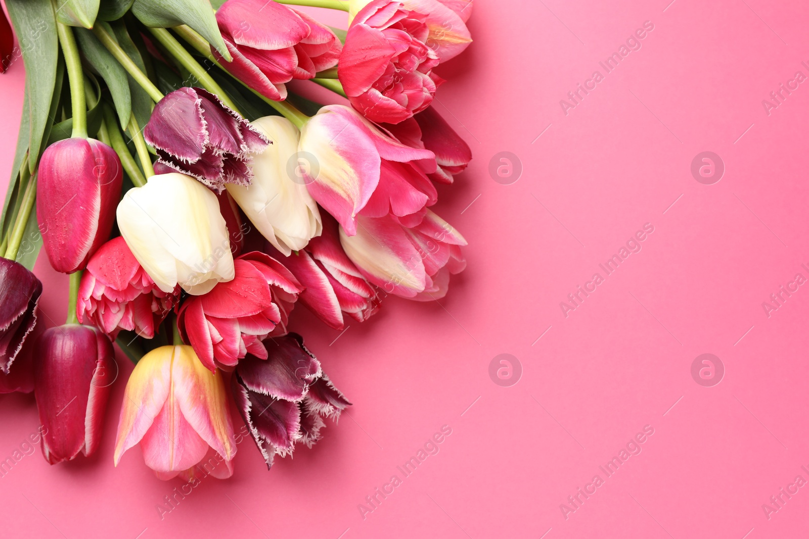 Photo of Beautiful tulip flowers on pink background, top view. Space for text