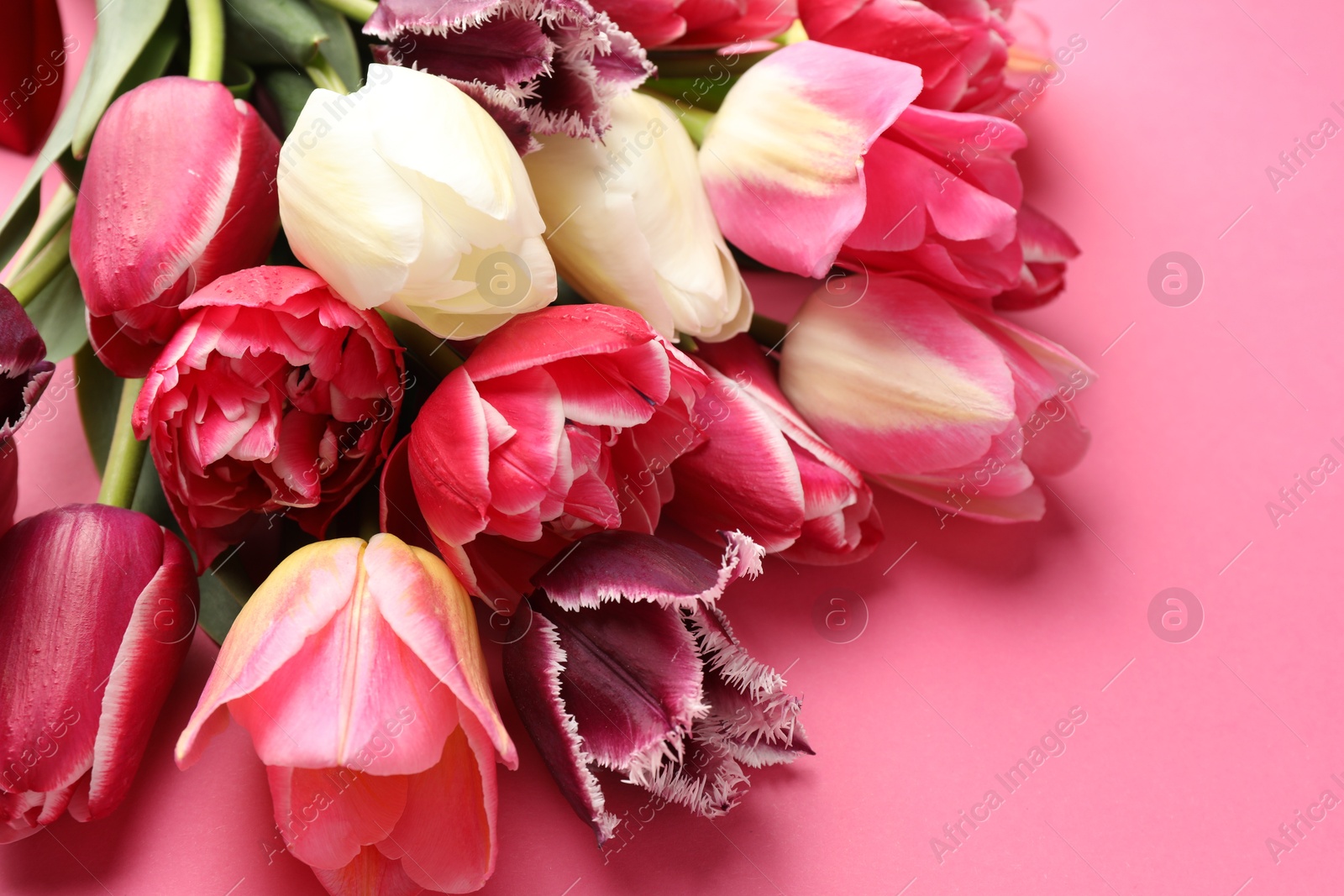 Photo of Beautiful tulip flowers on pink background, closeup