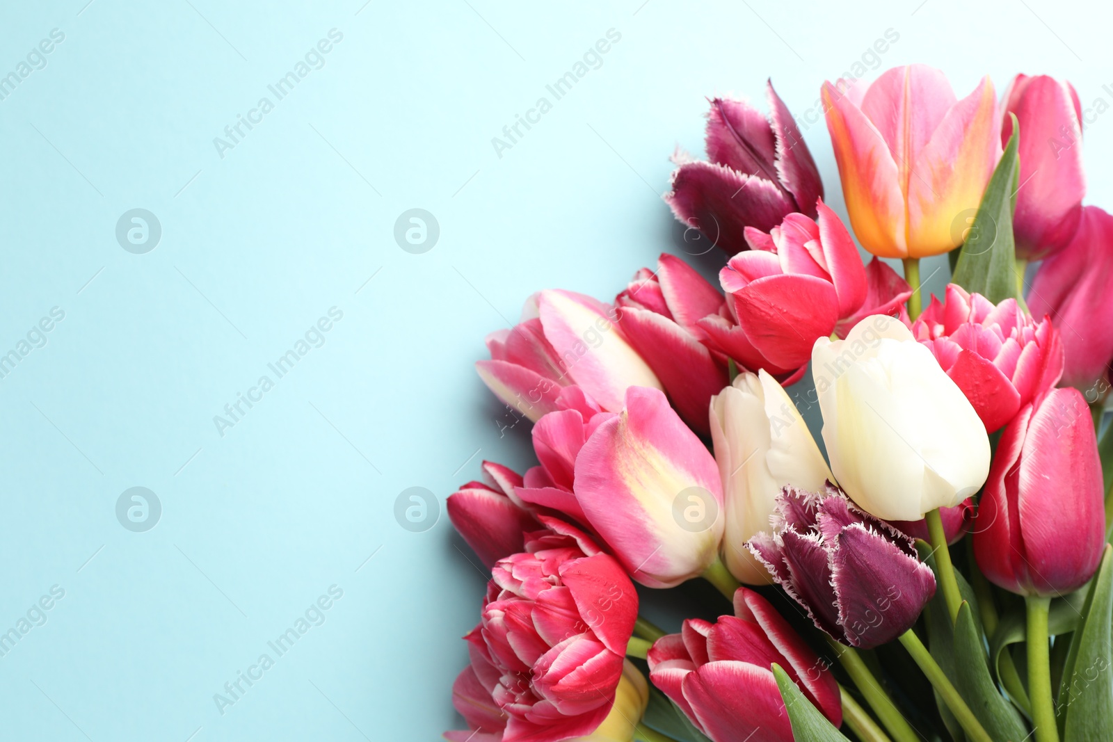 Photo of Beautiful tulips on light blue background, top view. Space for text