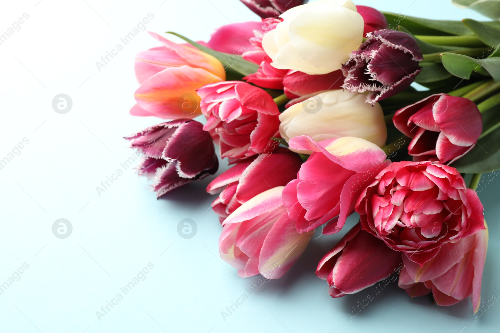 Photo of Beautiful tulips on light blue background, closeup