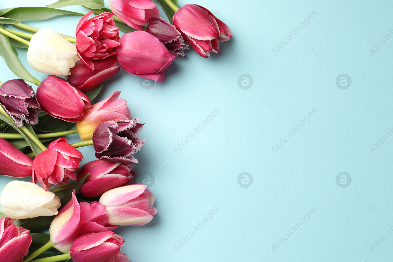 Photo of Beautiful tulips on light blue background, flat lay. Space for text