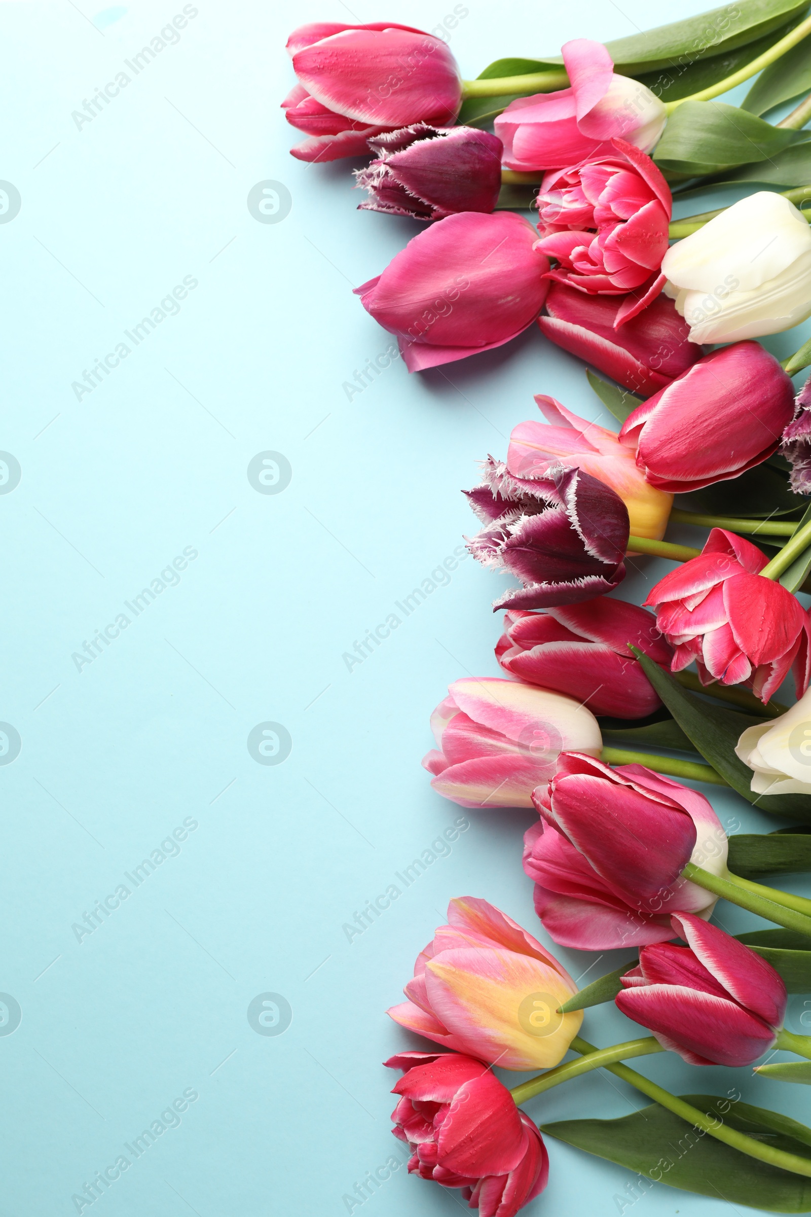 Photo of Beautiful tulips on light blue background, flat lay. Space for text