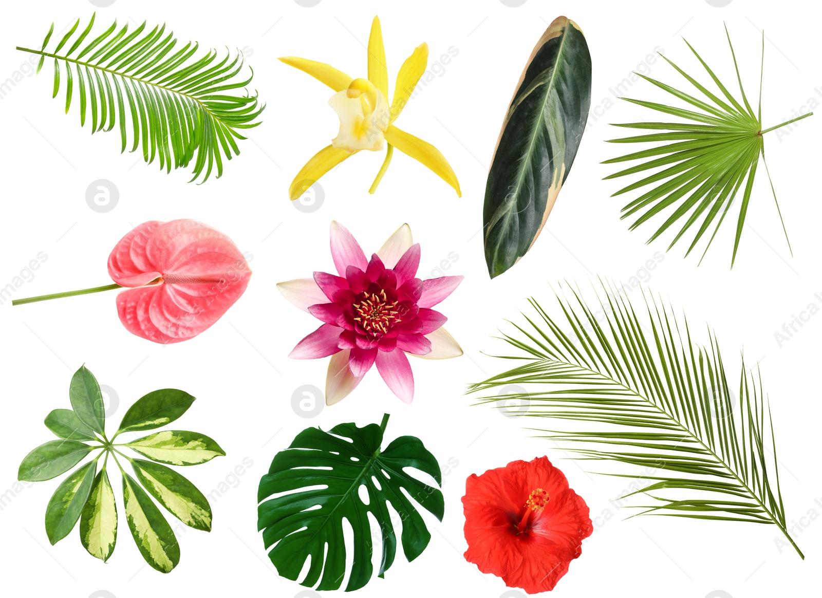 Different tropical leaves and flowers on white background, set Image of Different tropical leaves and flowers on white background, set