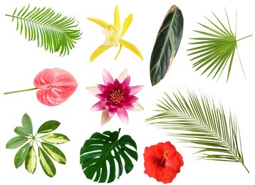 Image of Different tropical leaves and flowers on white background, set