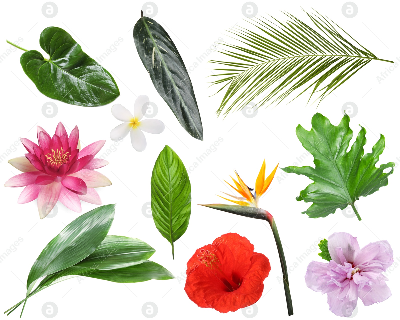 Different tropical leaves and flowers on white background, set Image of Different tropical leaves and flowers on white background, set
