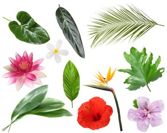 Image of Different tropical leaves and flowers on white background, set