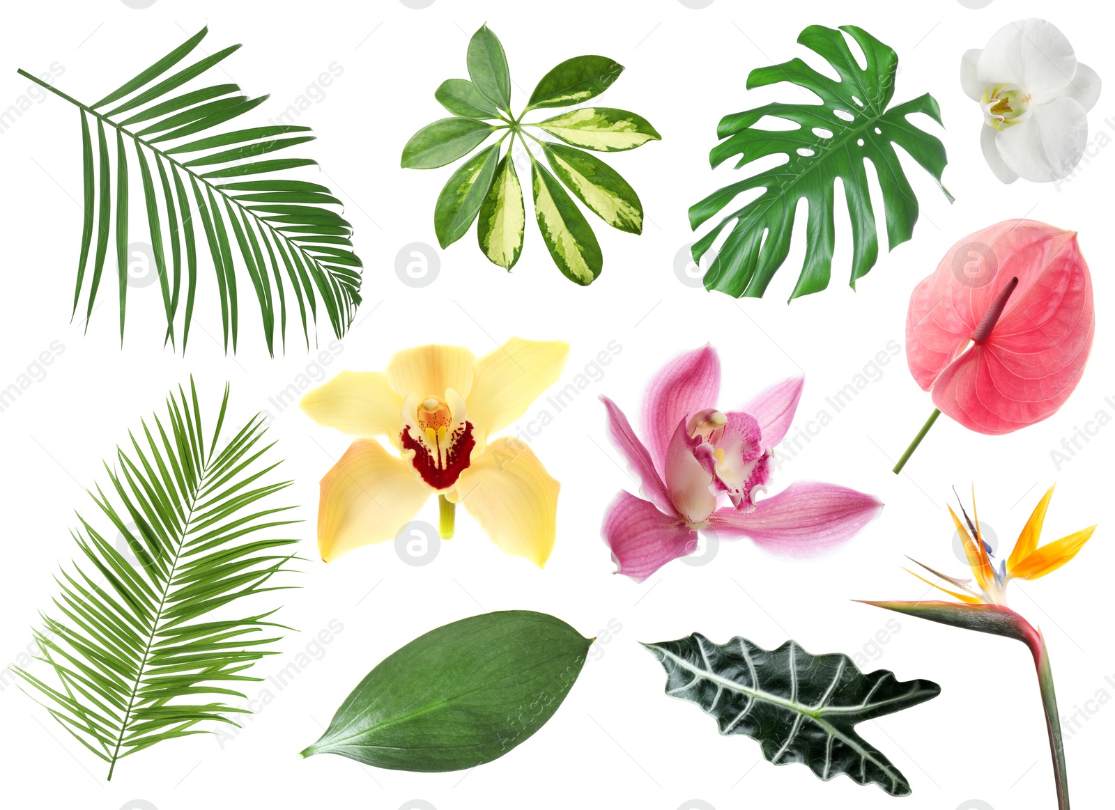 Image of Different tropical leaves and flowers on white background, set