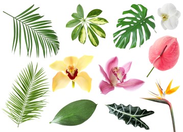 Image of Different tropical leaves and flowers on white background, set