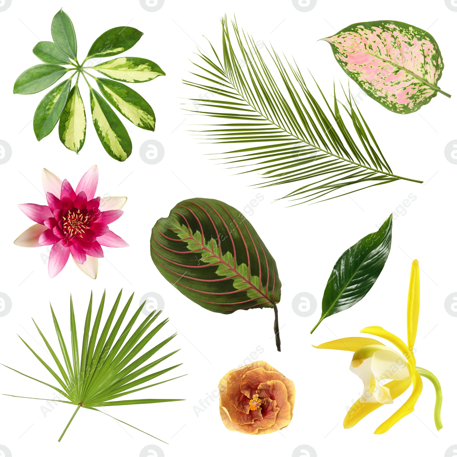 Different tropical leaves and flowers on white background, set Image of Different tropical leaves and flowers on white background, set