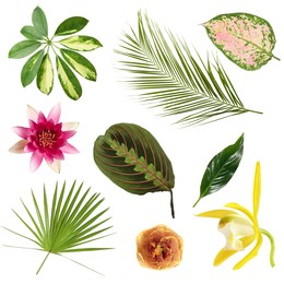 Image of Different tropical leaves and flowers on white background, set