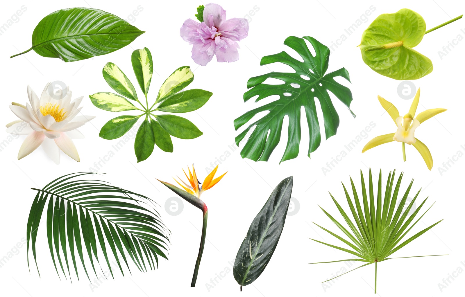 Different tropical leaves and flowers on white background, set Image of Different tropical leaves and flowers on white background, set