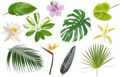 Image of Different tropical leaves and flowers on white background, set