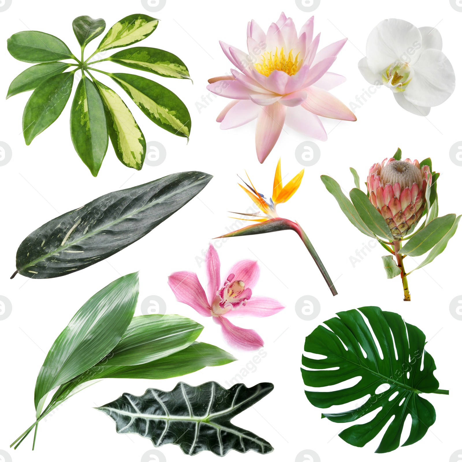 Different tropical leaves and flowers on white background, set Image of Different tropical leaves and flowers on white background, set