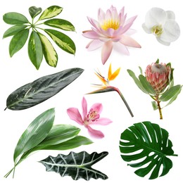 Image of Different tropical leaves and flowers on white background, set