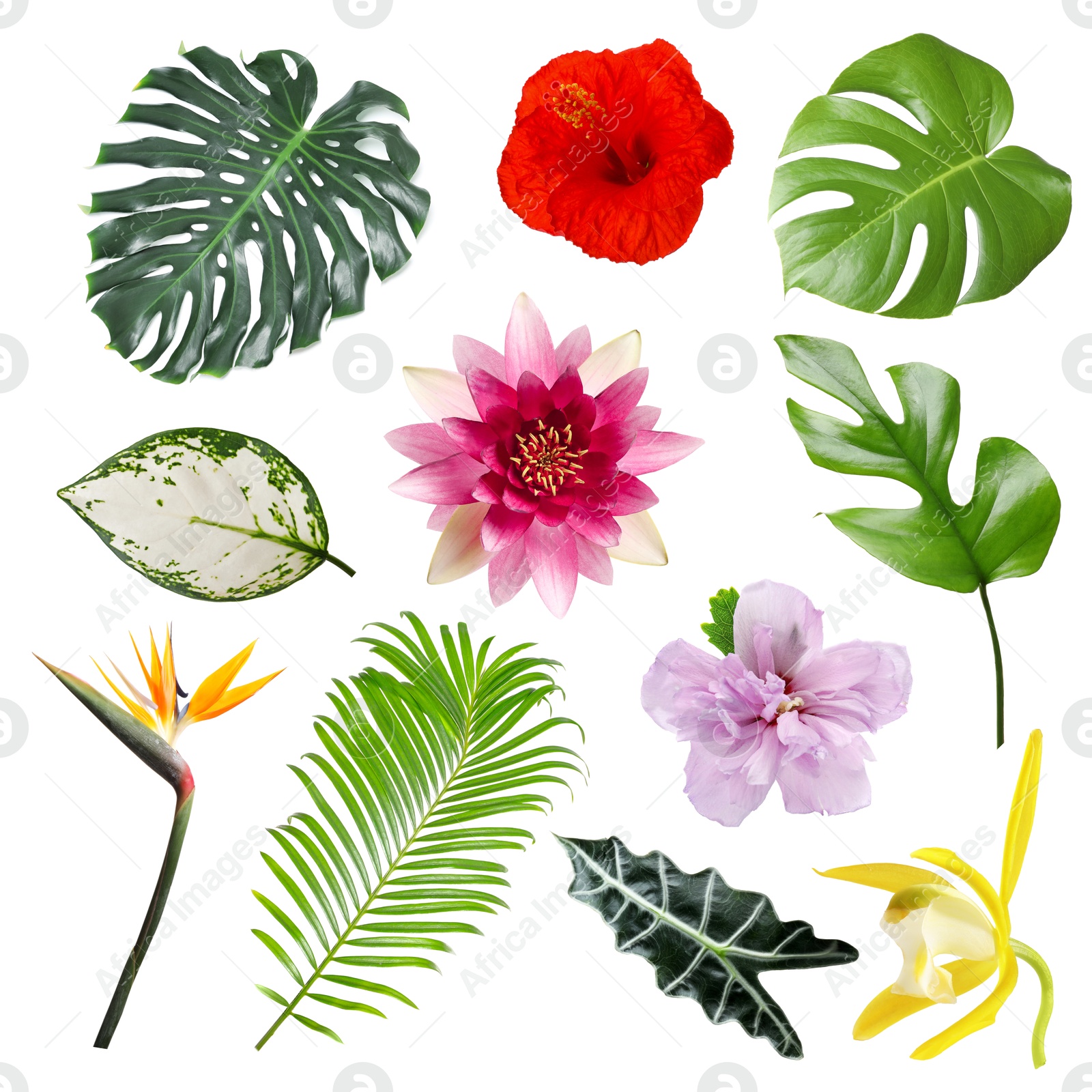 Different tropical leaves and flowers on white background, set Image of Different tropical leaves and flowers on white background, set