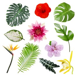Image of Different tropical leaves and flowers on white background, set