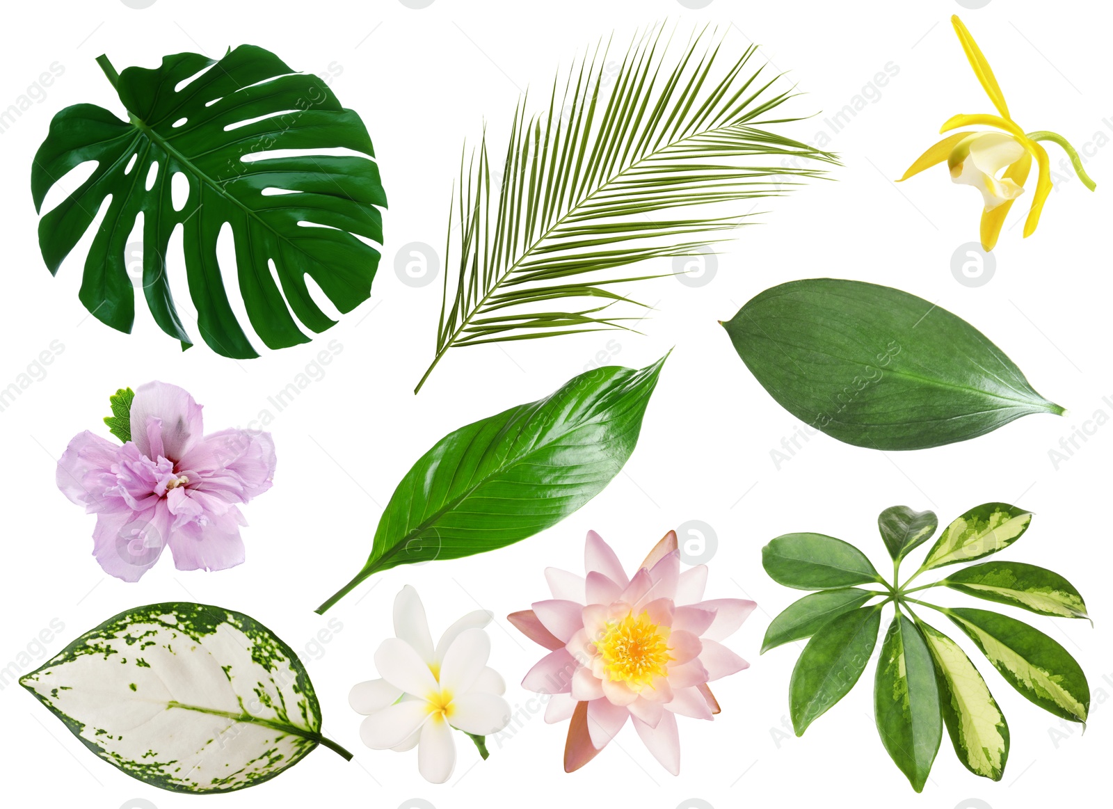 Different tropical leaves and flowers on white background, set Image of Different tropical leaves and flowers on white background, set