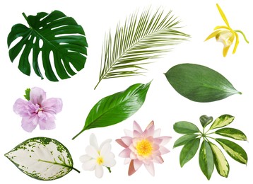 Image of Different tropical leaves and flowers on white background, set