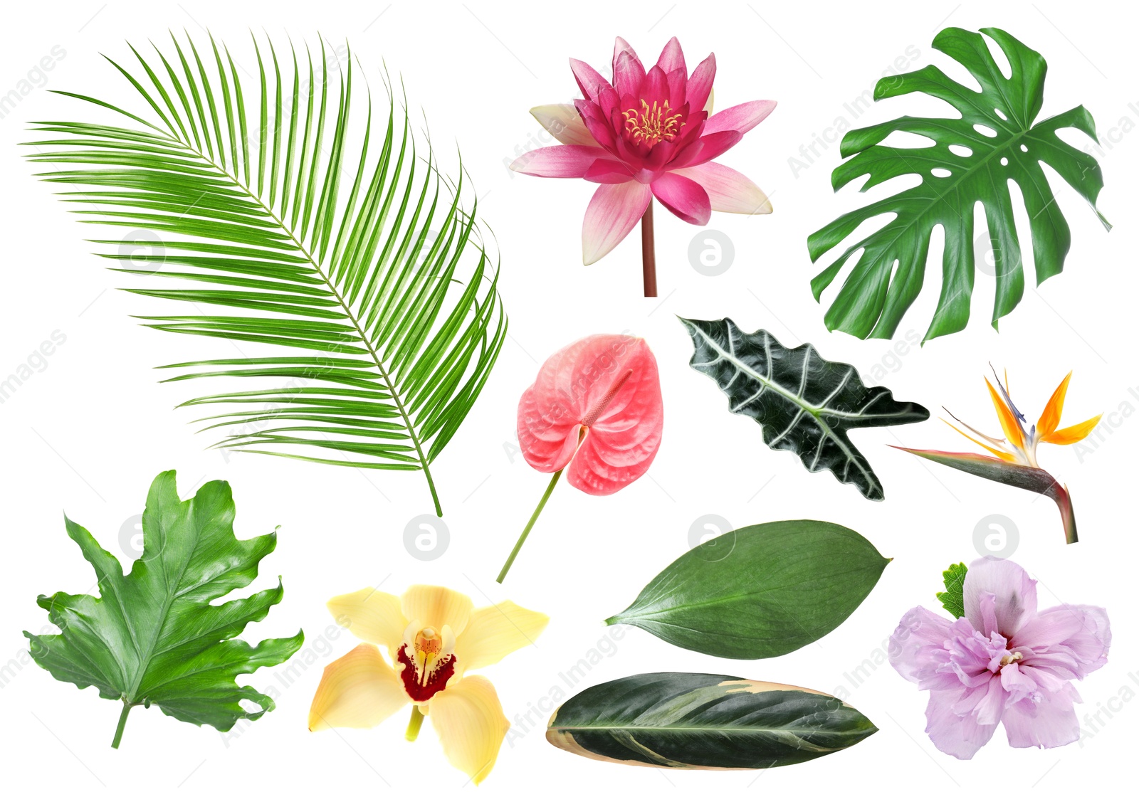 Image of Different tropical leaves and flowers on white background, set