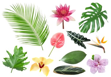 Image of Different tropical leaves and flowers on white background, set