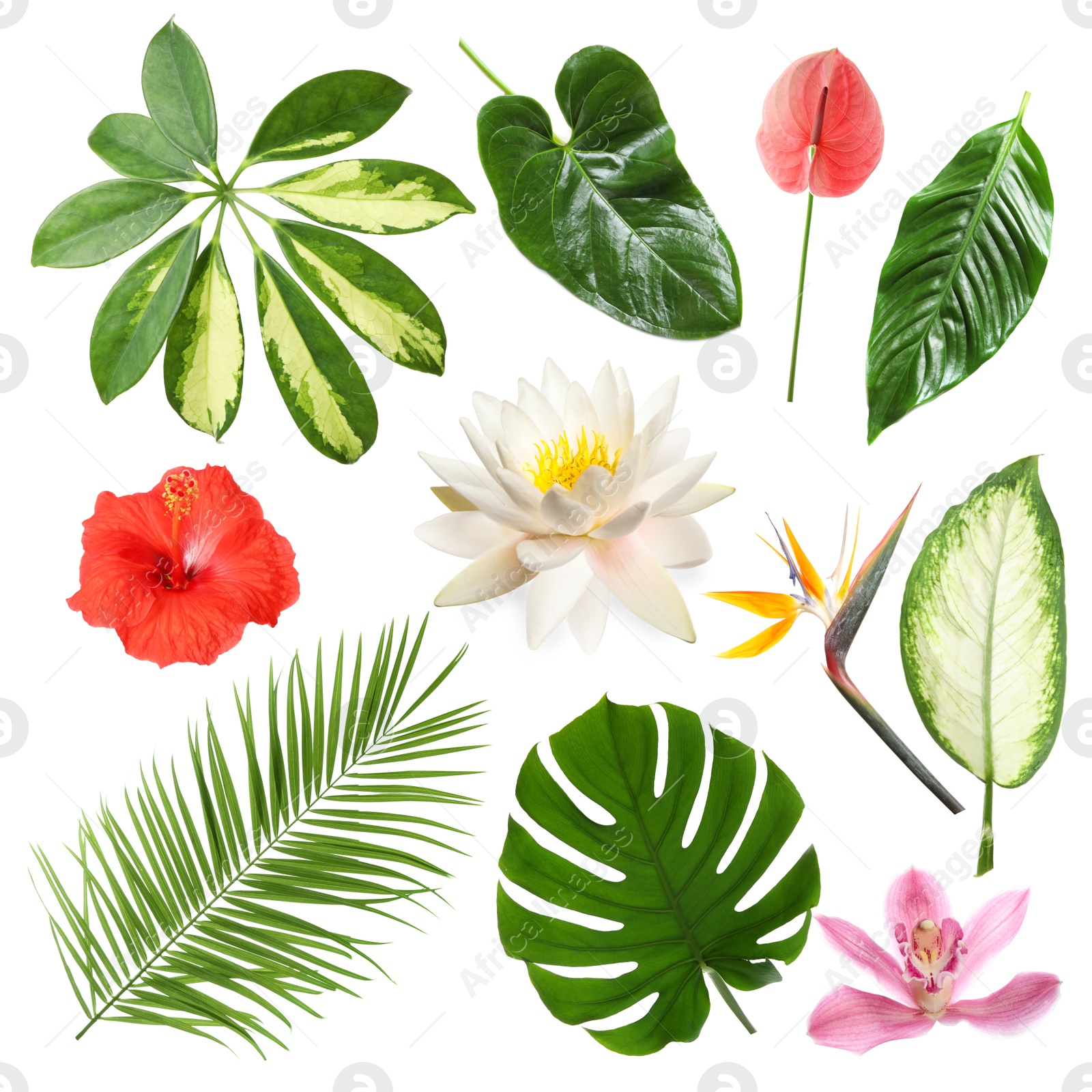 Different tropical leaves and flowers on white background, set Image of Different tropical leaves and flowers on white background, set
