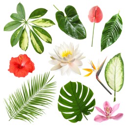 Image of Different tropical leaves and flowers on white background, set