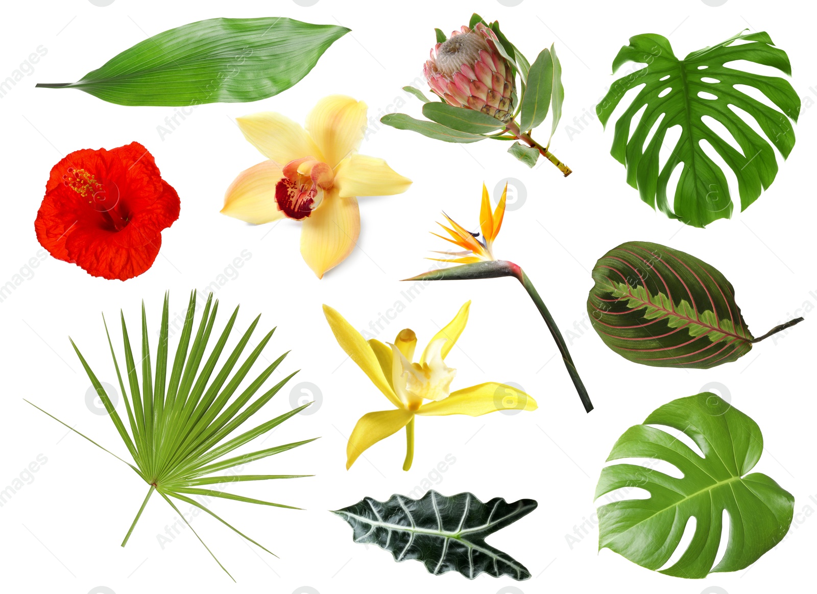 Different tropical leaves and flowers on white background, set Image of Different tropical leaves and flowers on white background, set
