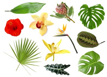Image of Different tropical leaves and flowers on white background, set